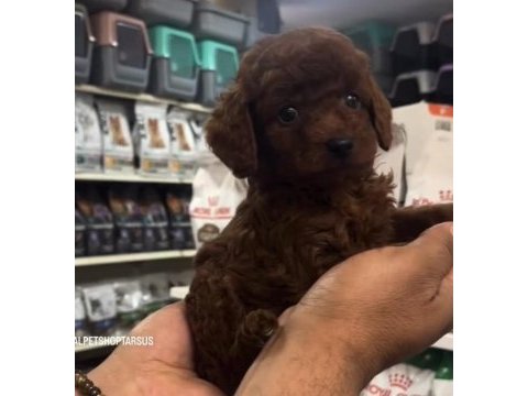 Safkan toy poodle yavrularımız