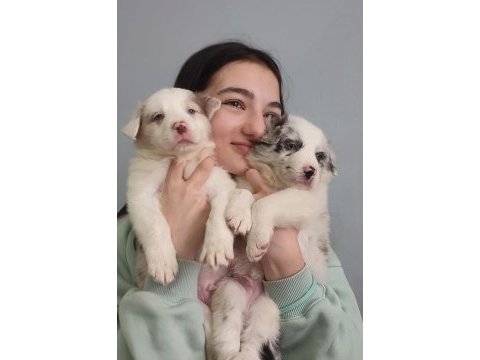 Çok iyi border collie yavruları istanbul