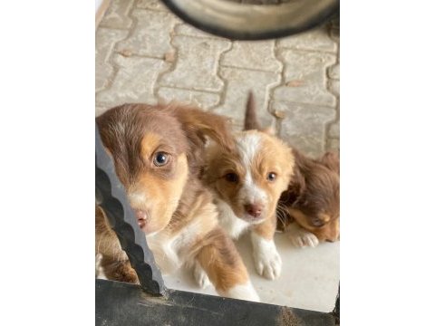 Orjinal rus finosu blonka yavruları
