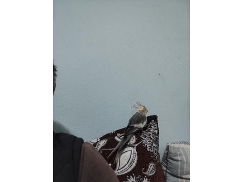 Sultan papağanı 4 aylık