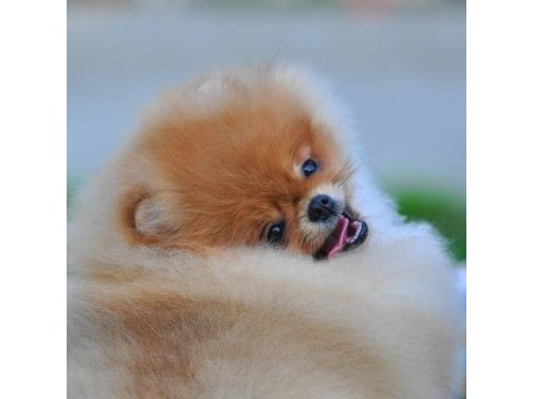 Pomeranian boo yavruları
