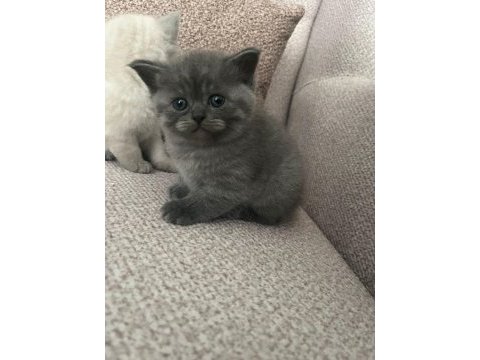 British shorthair bebekler