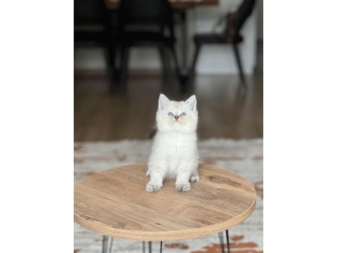 Evinizin neşesi mavi göz british shorthair bebek