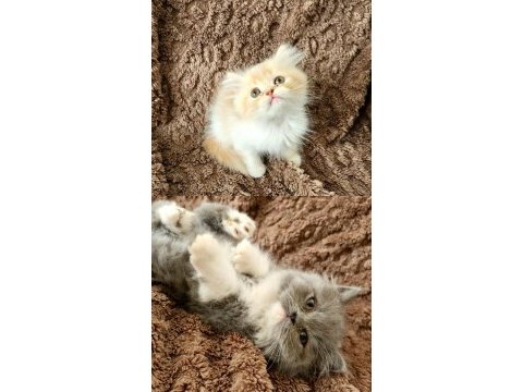 Kocaeli darıca minik pati kediler