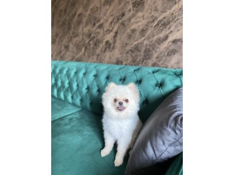 9 aylık pomeranian boo tuvalet eğitimi var aşıları tam