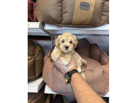 Maltipoo babyface yavrularımız