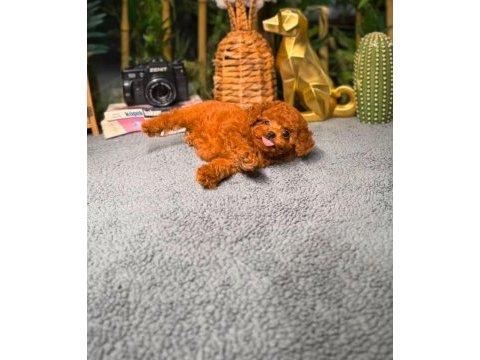 Garantili poodle bebekler