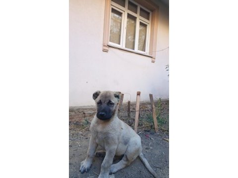 Kangal yavrusu satiliktir