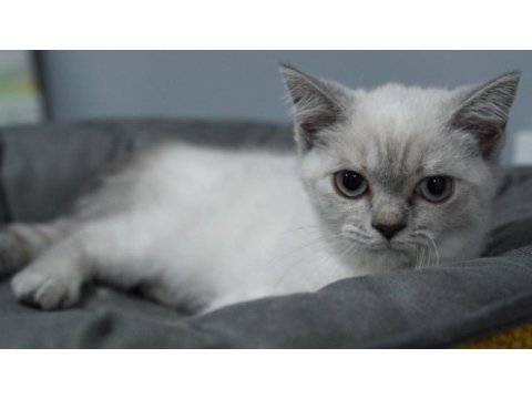 Veteriner kontrolünde sağlıklı scottish fold yavrular