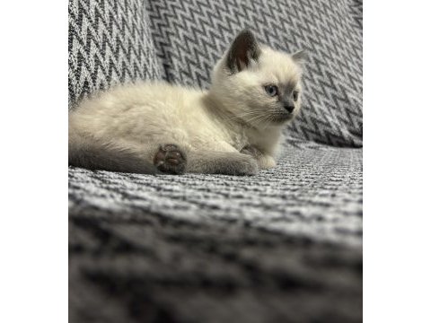 British shorthair blue point