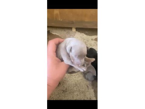 Doberman özel renk bebeklerimiz için acele edin