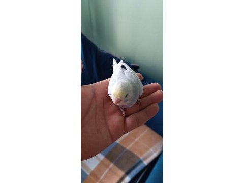 Yeni yeme düşmüş muhabbet kuşu yavrular