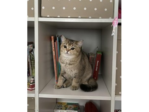 British shorthair tarçın yeni sahibini arıyor