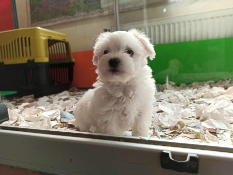 Maltese terrier yavrularımız