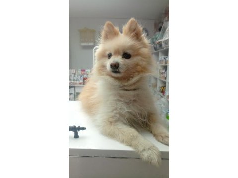 Pomeranian boo köpeğimiz full eğitimli