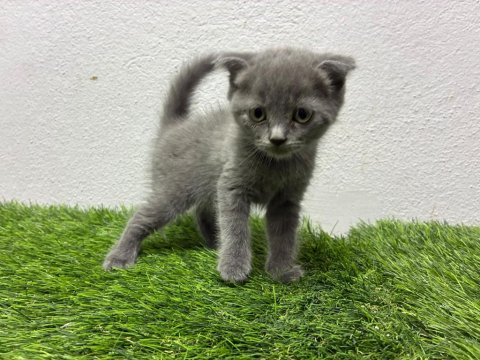Irk ve sağlık garantili scottish fold