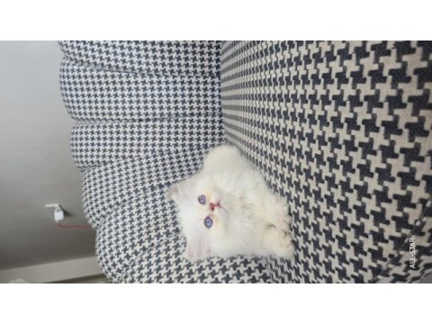 British longhair golden point erkek