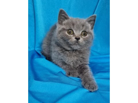 Scottish fold yavrular sahibinden