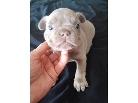 İsabella and tan french bulldog
