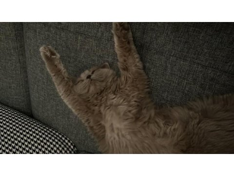 British longhair 8 aylık