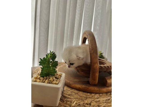 Silver erkek top kafa british shorthair bebeğim