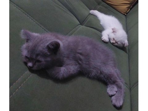 British shorthair