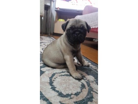 Aşırı cana yakın pug