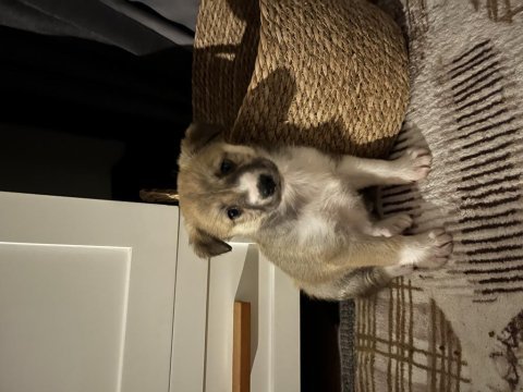 48 günlük kırma yavru köpeğe acil yuva