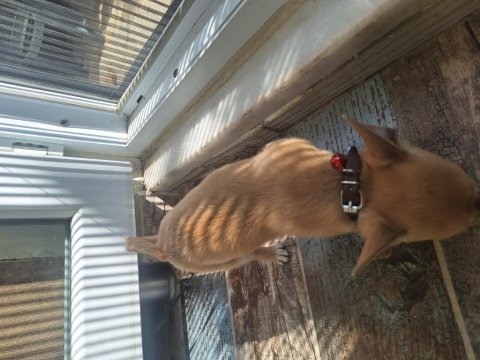 Ailevi sorunlardan şivava köpeğimizi sahiplendiriyoruz