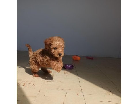 Yavru 2 aylık red brown toy poodle cinsi dişi bihter