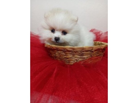 Beyaz ve orange pomeranian boo bebişlerimiz