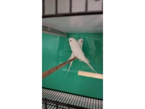 Jumbo albino kırmızı göz muhabbet kuşu yavruları