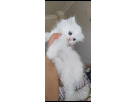 Tatlı bebeğim yeni ailesini arıyor chinchilla