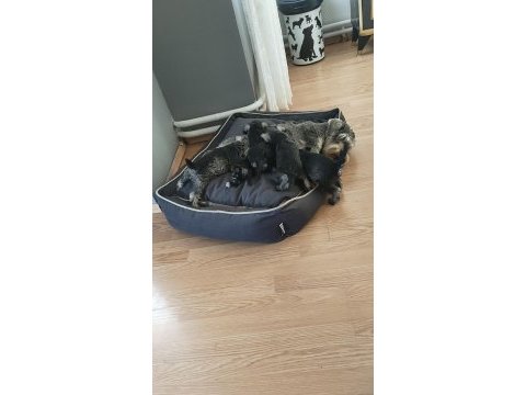 Schnauzer yavrular