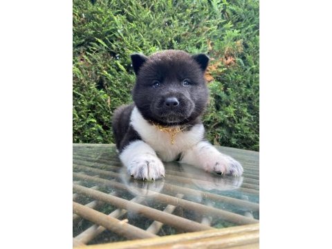 Sevimli akita ayıcıklar
