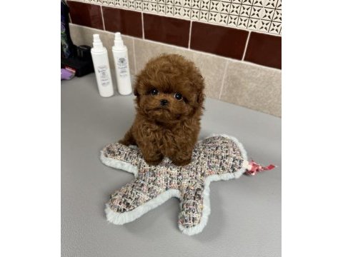 Orjinal maltipoo bebeklerimiz yeni evlerine gitmeye hazirlar