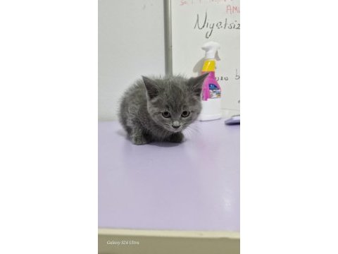 Erkek british shorthair yavrumuza yuva arıyoruz