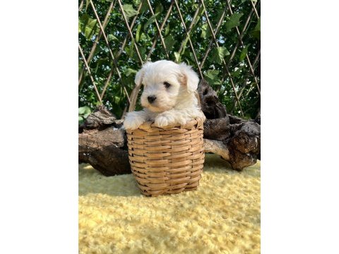Kar beyaz maltese terrier yavrular