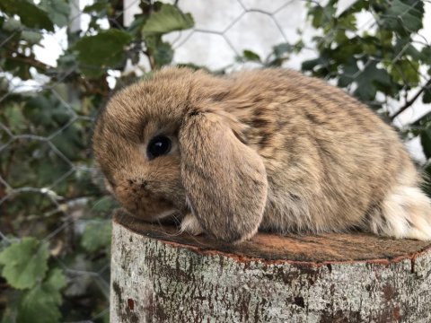 Mini lop tavşanı bebeklerimiz