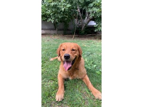 Golden retriever 2 yaşına yaklaştı