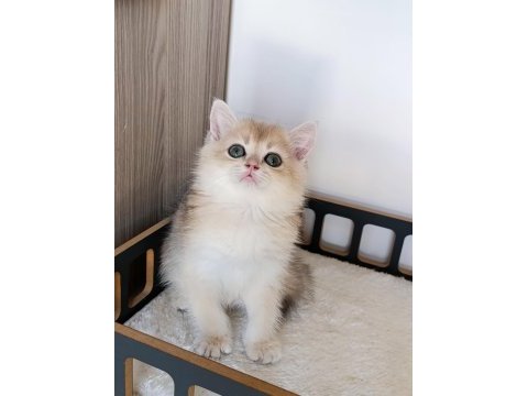 Blue golden erkek yavru british shorthair