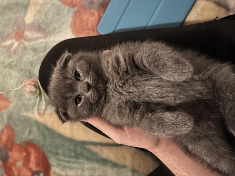 Scottish fold iki kardeş