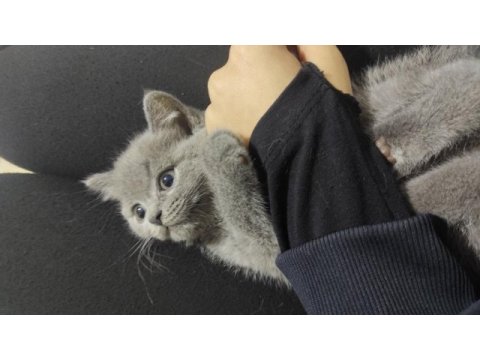 British shorthair biricik kızımız sahiplendirilecektir