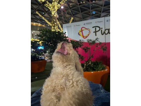 A kalite maltipoo