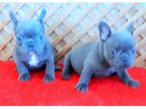 Blue quad french bulldog yavrular izmir