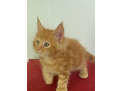 Şecereli maine coon yavrular 2.5 aylık