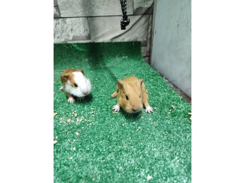 Orjinal guinea pig yavruları