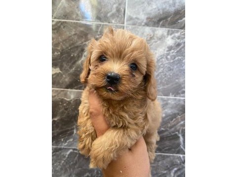 Tea cup toy poodle