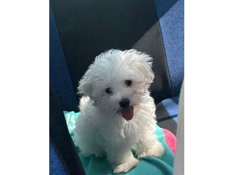 Ev doğumlu maltese terrier 3 aylık erkek yavru