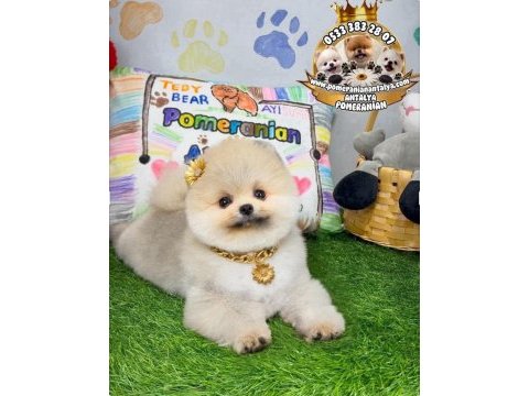 Antalya orjinal pomeranian boo yavrular gel gör al